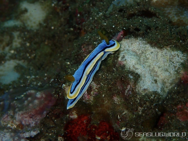 アンナウミウシ Chromodoris annae