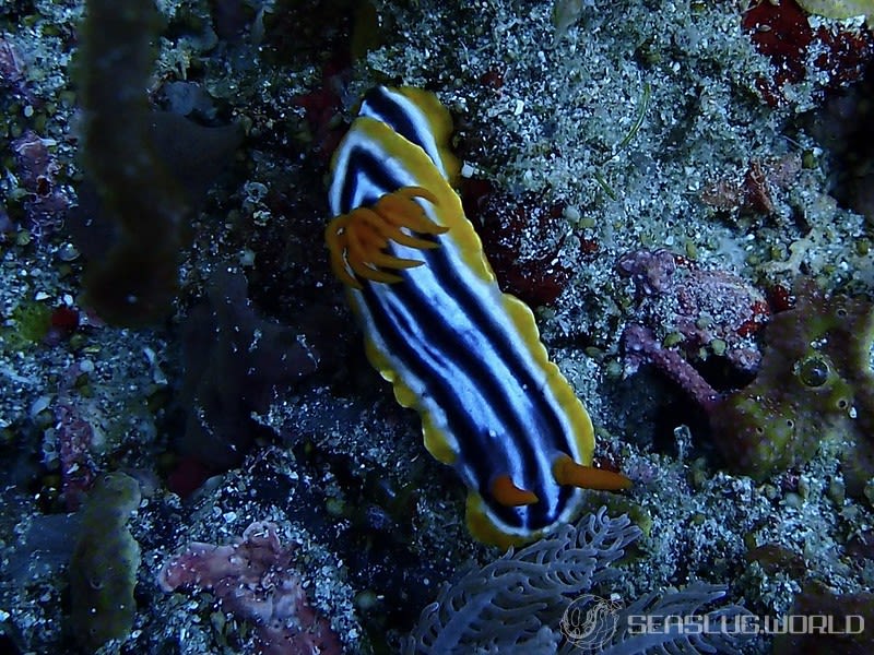 シライトウミウシ Chromodoris magnifica