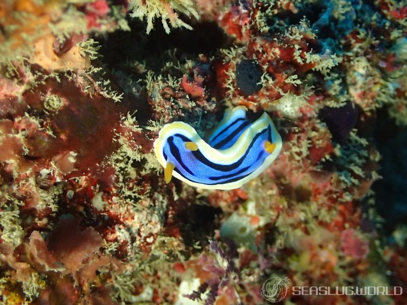 アンナウミウシ Chromodoris annae