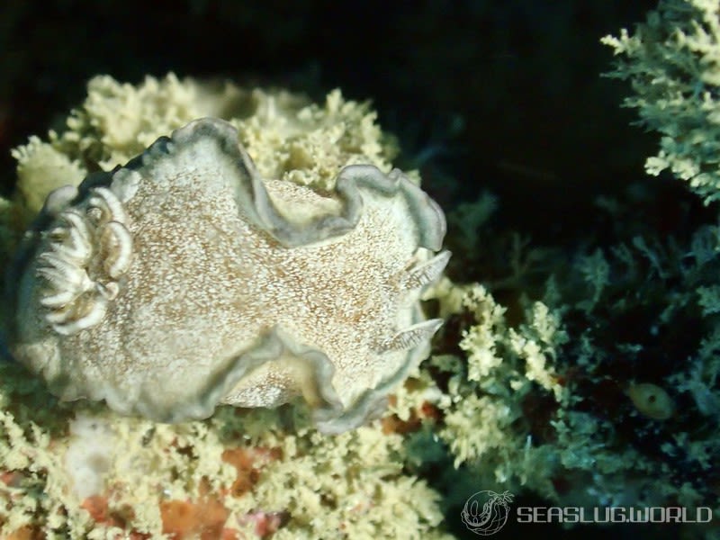 タヌキイロウミウシ Glossodoris hikuerensis