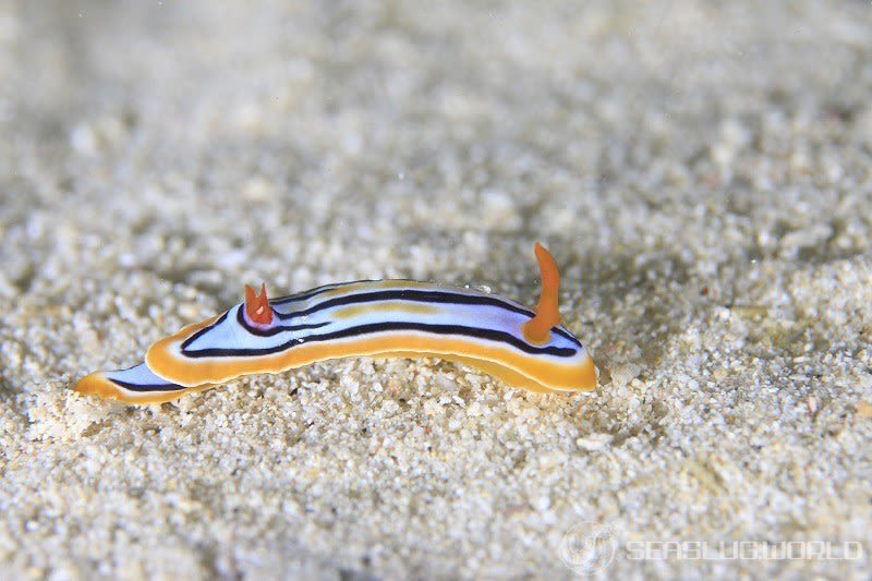 コールマンウミウシ Chromodoris colemani