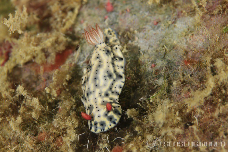 ホシゾラウミウシ Hypselodoris infucata