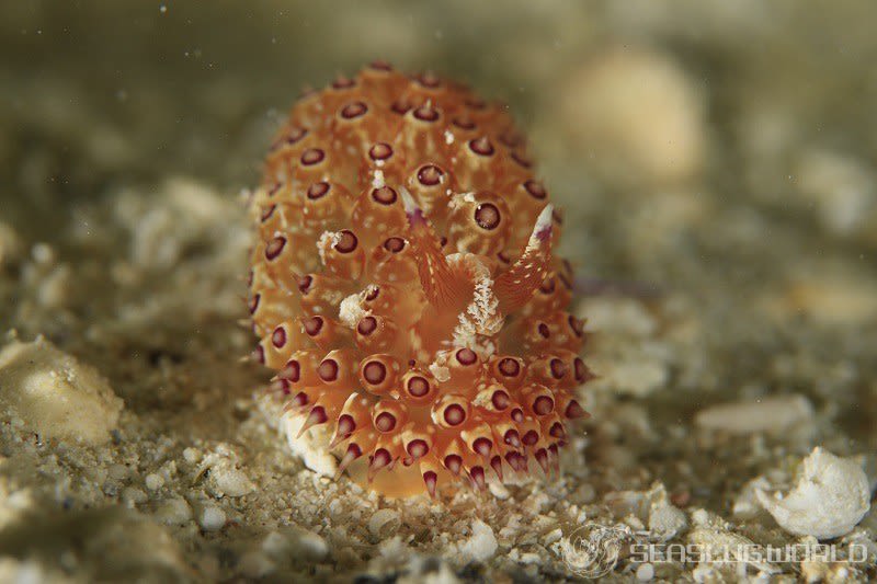 トゲトゲウミウシ Janolus tricellariodes