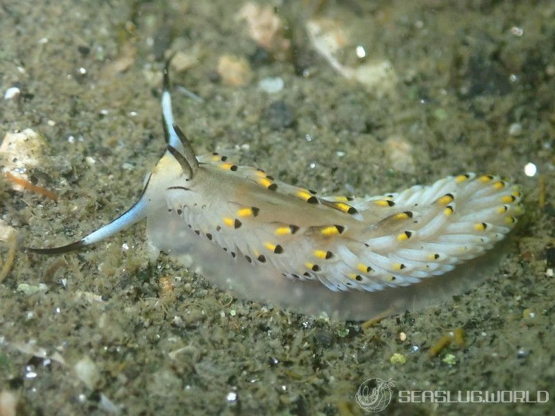 カスミミノウミウシ Cerberilla asamusiensis