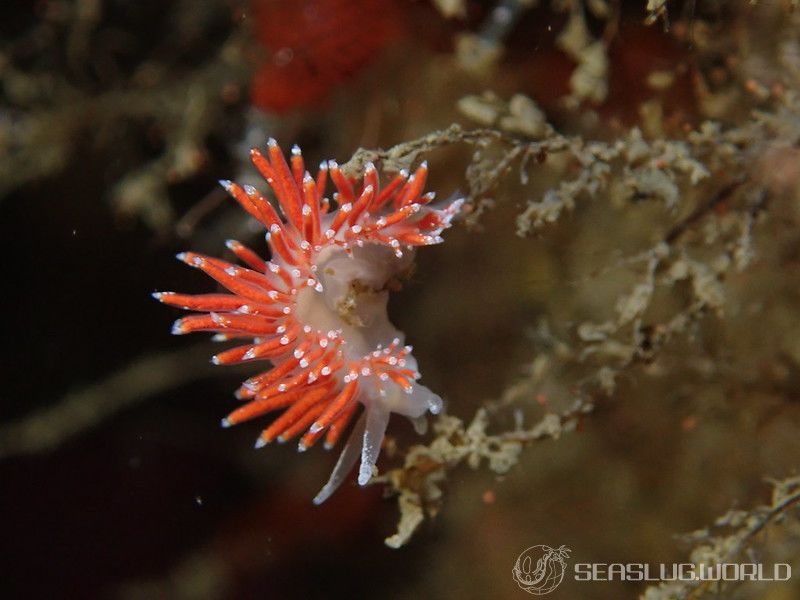 ピリカミノウミウシ Microchlamylla amabilis