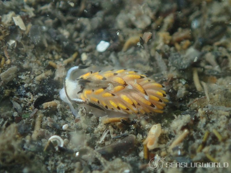 カスミミノウミウシ Cerberilla asamusiensis