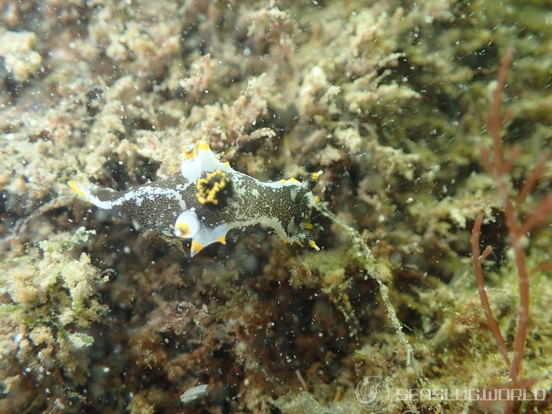 クロコソデウミウシ Polycera hedgpethi