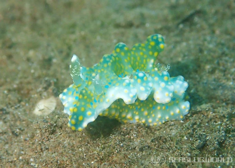 ヨセナミウミウシ Miamira sinuata