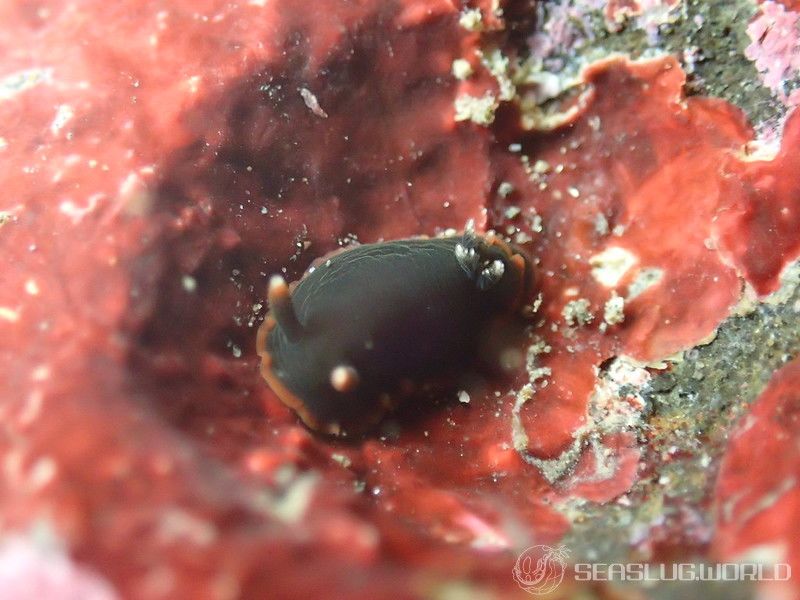 クロシタナシウミウシ Dendrodoris arborescens