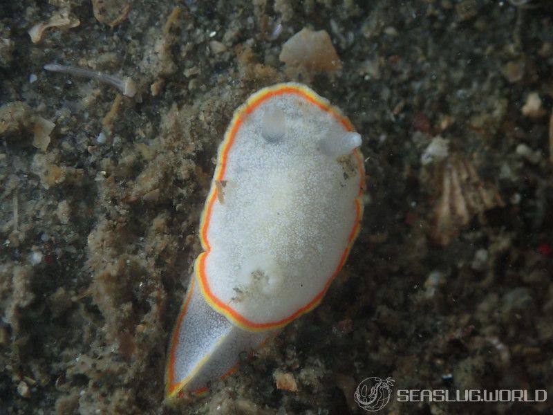 ミツイラメリウミウシ Diaphorodoris mitsuii