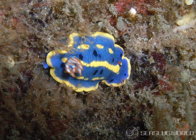 アオウミウシ Hypselodoris festiva