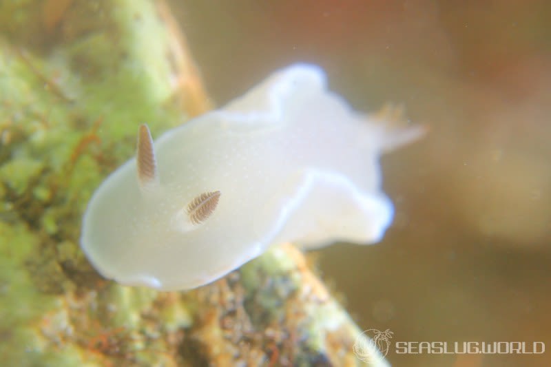 ジボガウミウシ Glossodoris misakinosibogae