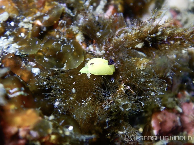 キイロウミコチョウ Siphopteron flavum