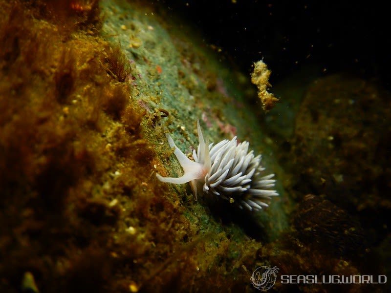 サクラミノウミウシ Sakuraeolis sakuracea