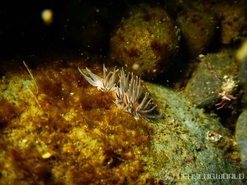 アカエラミノウミウシ属の一種 2 Sakuraeolis sp. 2