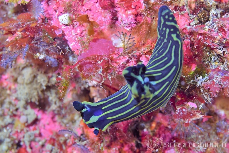 ニシキリュウグウウミウシ属の一種 1 Tambja sp. 1