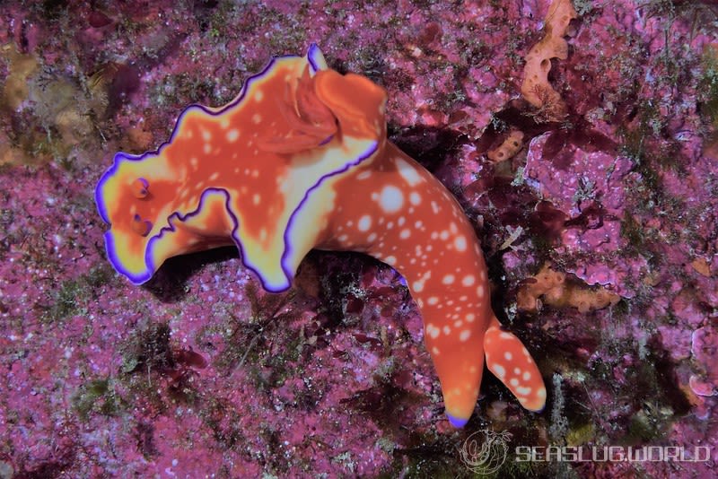 フタイロニシキウミウシ Ceratosoma bicolor