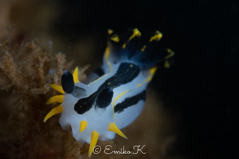 ポリュケラ・ケープエンシス Polycera capensis