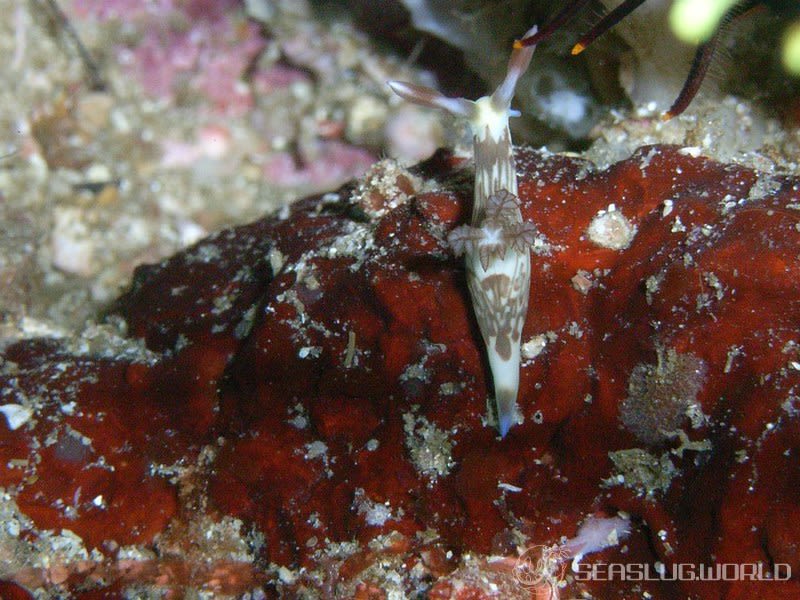 ネムブロータ・リネオラータ Nembrotha lineolata