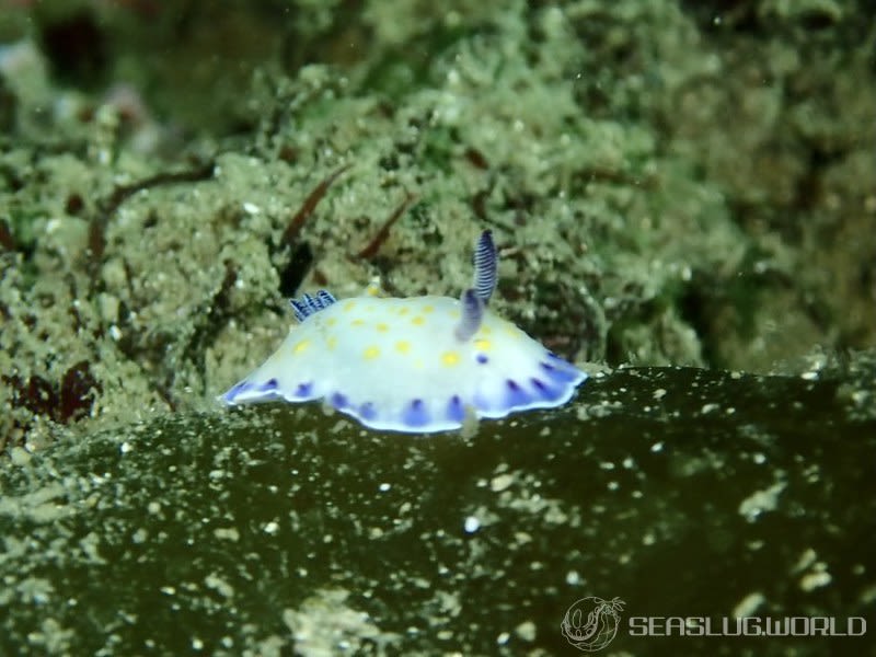 コモンウミウシ Goniobranchus aureopurpureus