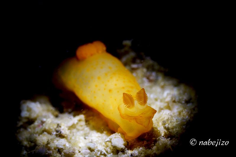 キヌハダウミウシ Gymnodoris inornata