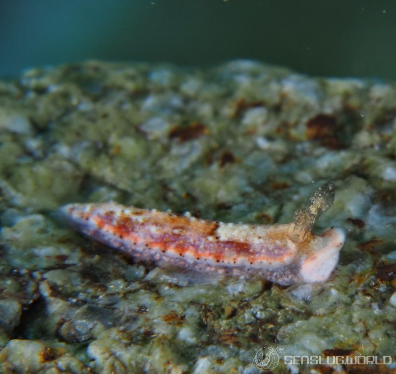 ハンゲツオトメウミウシ Dermatobranchus semilunus