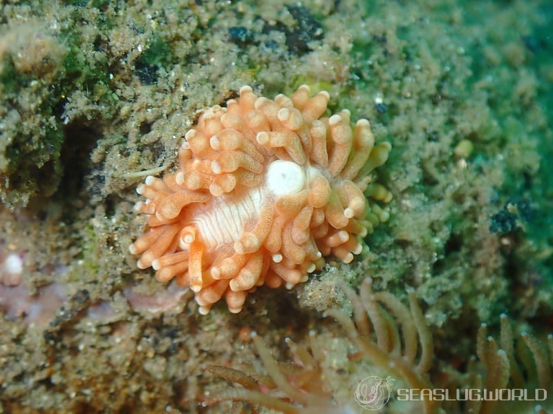 フェスティラ・ゴニオファガ Phestilla goniophaga