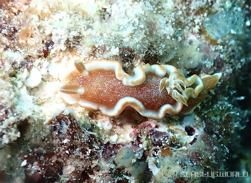 キャラメルウミウシ Glossodoris rufomarginata