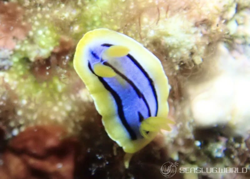 コールマンウミウシ Chromodoris colemani