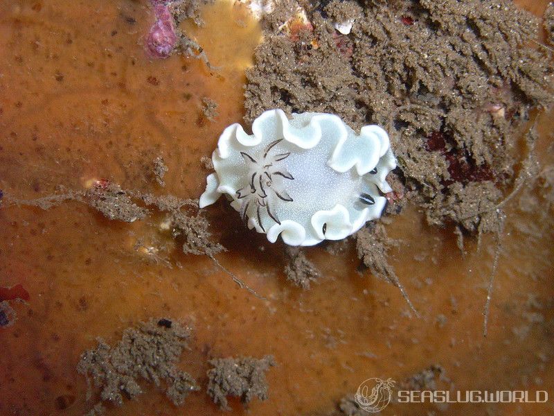 ジボガウミウシ Glossodoris misakinosibogae