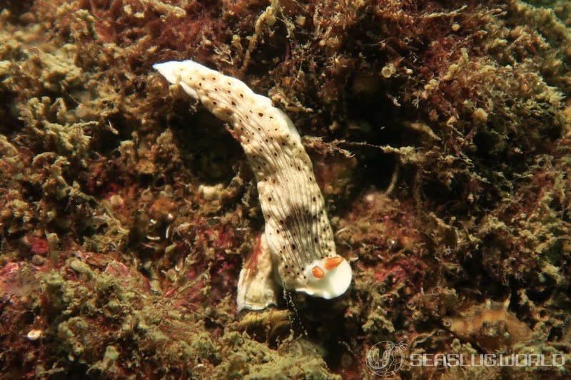 オトメウミウシ Dermatobranchus otome