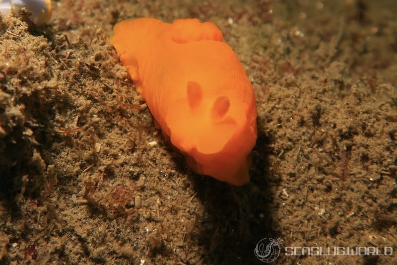 キヌハダウミウシ Gymnodoris inornata