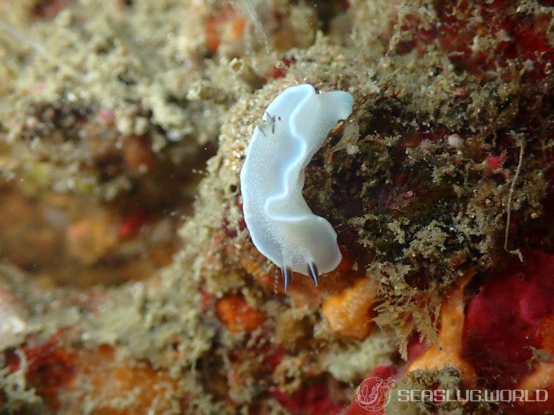 ジボガウミウシ Glossodoris misakinosibogae