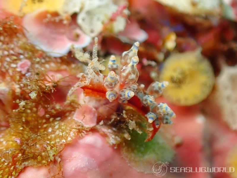 タマガワミノウミウシ Eubranchus cf. leopoldoi