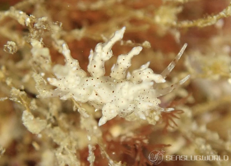 ホシアカリミノウミウシ Eubranchus sp. 5