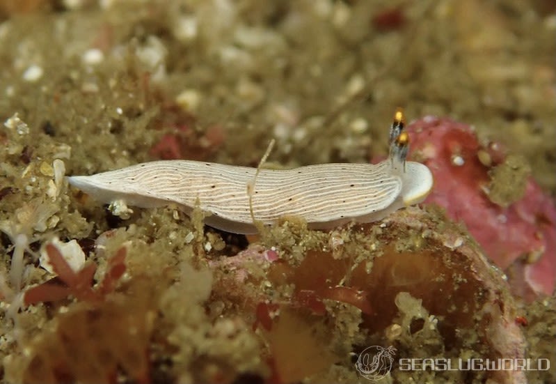 カメキオトメウミウシ Dermatobranchus primus