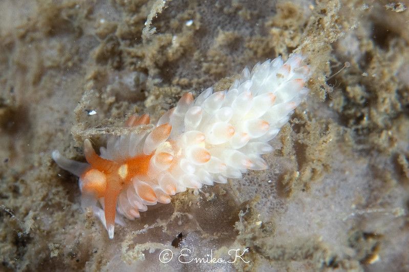 アンテアエオリデエッラ・カカオティカ Anteaeolidiella cacaotica