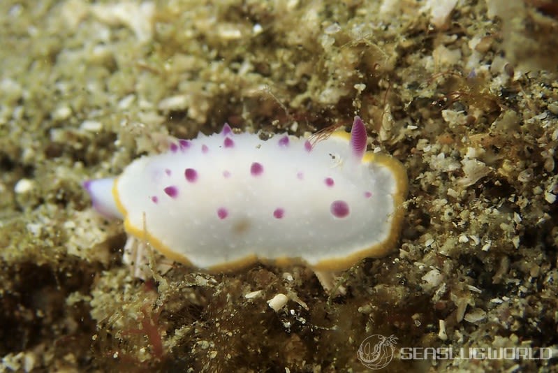 クリヤイロウミウシ Mexichromis mariei