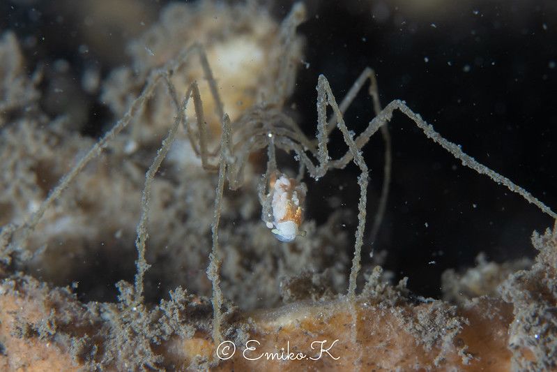 シロミノウミウシ Bulbaeolidia alba