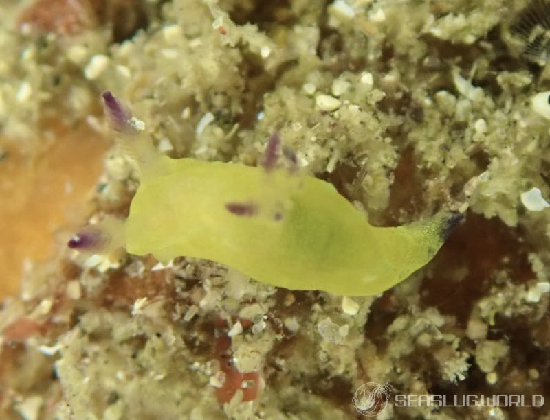 コミドリリュウグウウミウシ Tambja amakusana