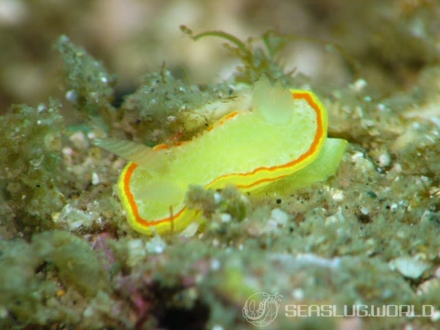 ミツイラメリウミウシ Diaphorodoris mitsuii