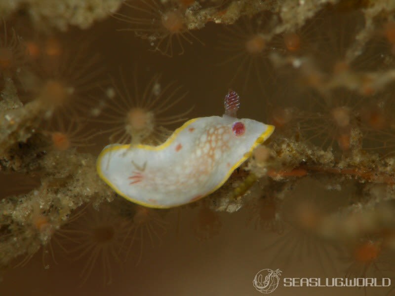 サラサウミウシ Goniobranchus sp.16