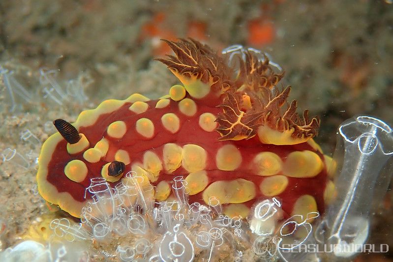 ベニゴマリュウグウウミウシ Nembrotha sp. 1