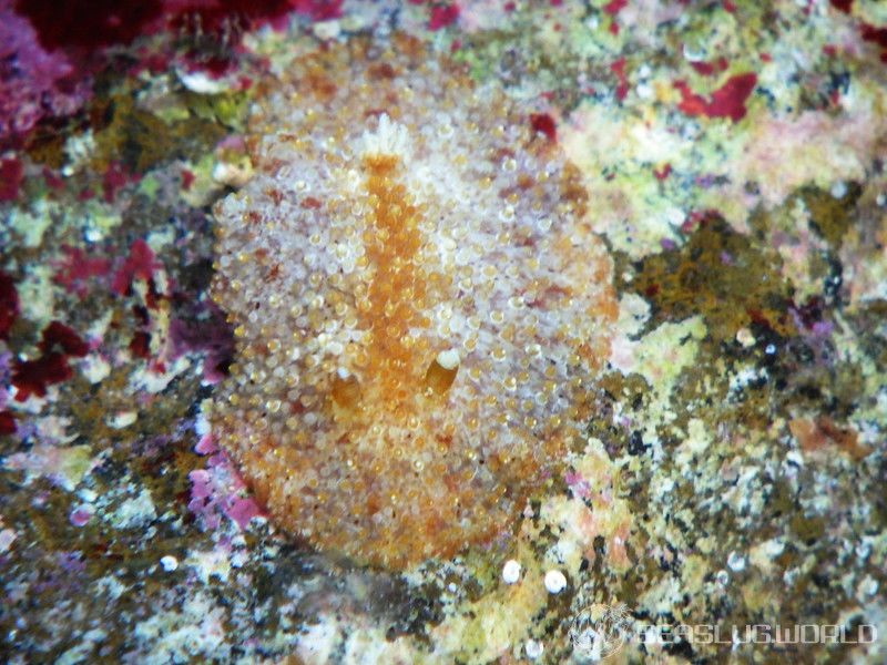 センリョウウミウシ Carminodoris bifurcata