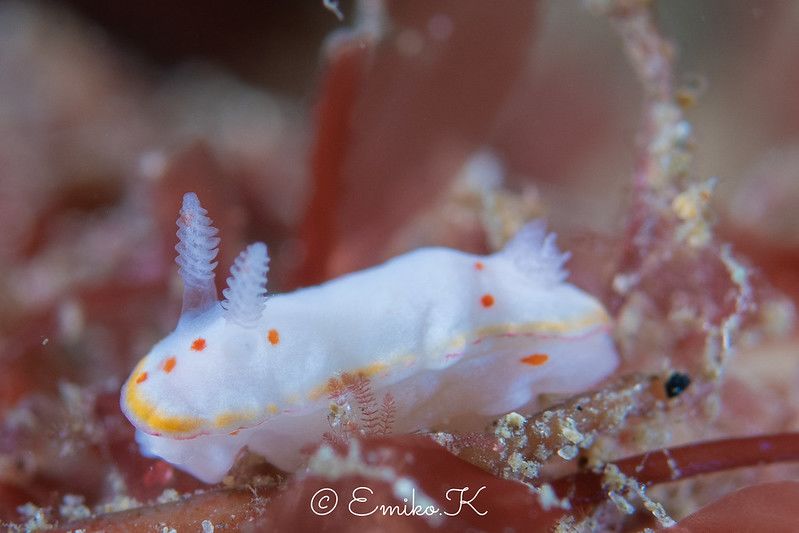 ウェルコニア・ハリクロナ Verconia haliclona