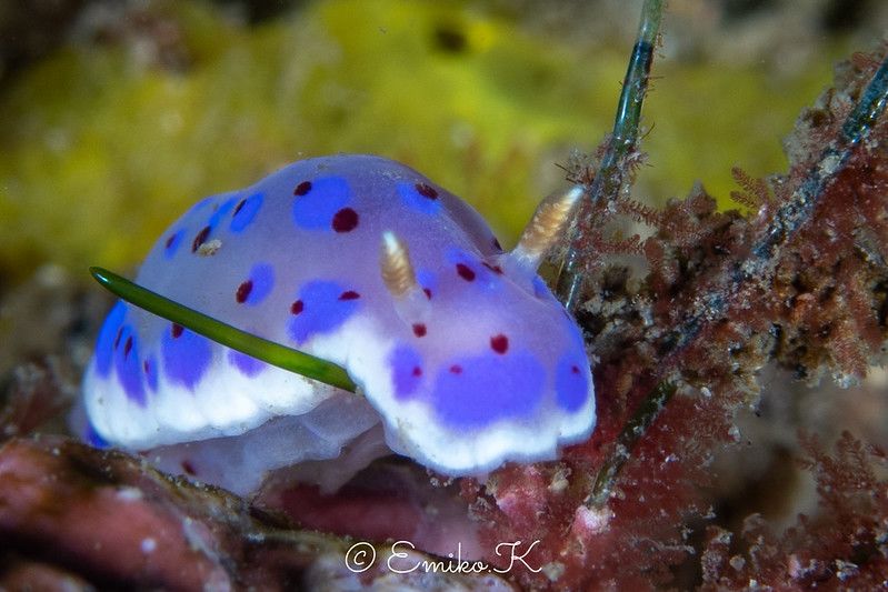 ゴニオブランクス・ウッドワードアエ Goniobranchus woodwardae