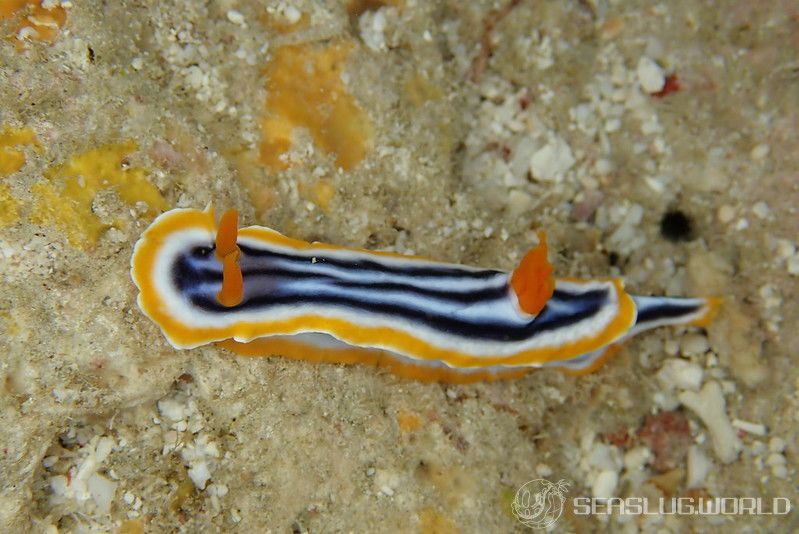 シライトウミウシ Chromodoris magnifica