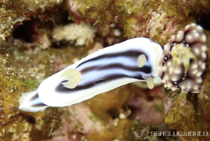 クロシオイロウミウシ Chromodoris sp. 3