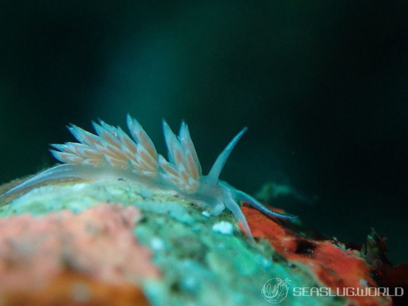 サクラミノウミウシ Sakuraeolis sakuracea