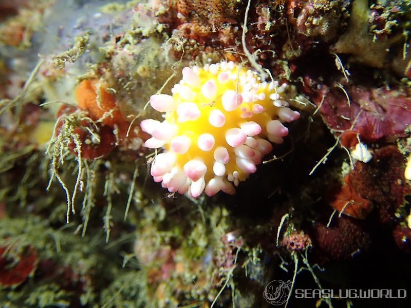 イガグリウミウシ Cadlinella ornatissima